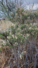 Ericameria laricifolia