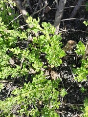 Salvia chamelaeagnea