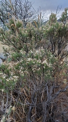 Ericameria laricifolia