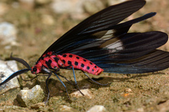 Histia flabellicornis