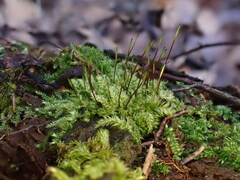 Herzogiella seligeri