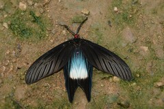 Histia flabellicornis