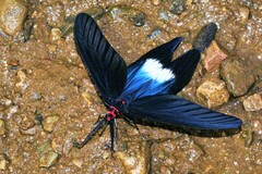 Histia flabellicornis