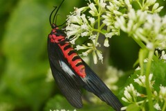 Histia flabellicornis