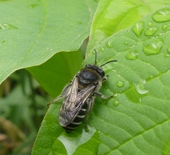 Colletes simulans