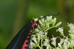 Histia flabellicornis