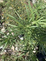 Gomphocarpus fruticosus