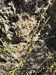 Struthiola dodecandra