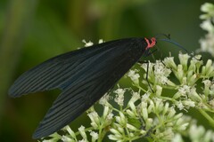 Histia flabellicornis