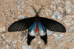 Histia flabellicornis