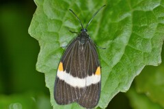 Pidorus albifascia