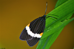 Pidorus albifascia