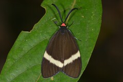 Pidorus atratus
