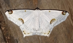 Sericoptera mahometaria