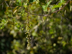 Dioscorea pentaphylla
