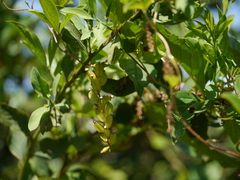 Dioscorea pentaphylla