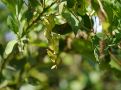 Dioscorea pentaphylla