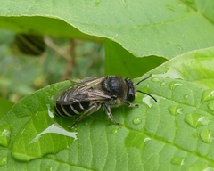 Colletes simulans