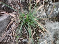 Carex lanceolata