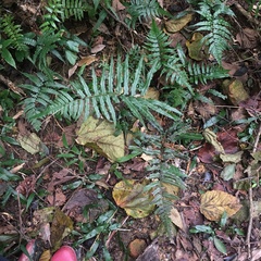 Diplazium mettenianum