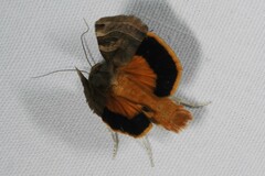 Noctua fimbriata