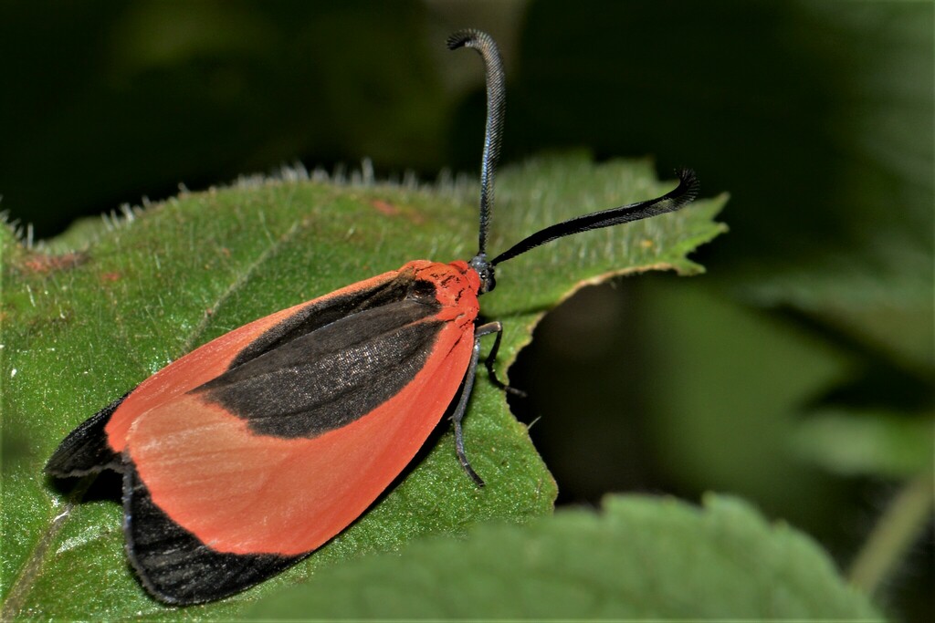 Rhodopsona costata