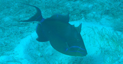 Balistes vetula