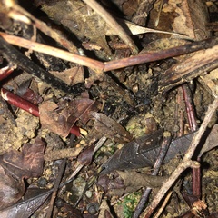 Diplazium mettenianum