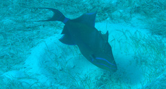 Balistes vetula