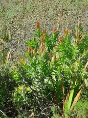 Protea coronata