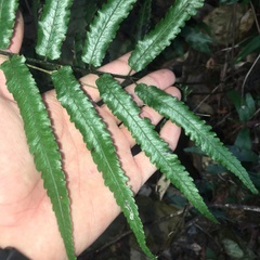 Diplazium mettenianum
