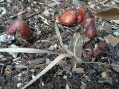 Leratiomyces ceres