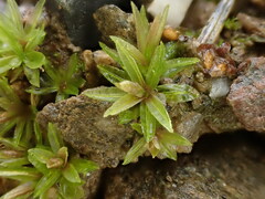 Atrichum tenellum