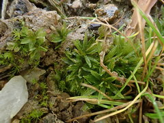 Atrichum tenellum