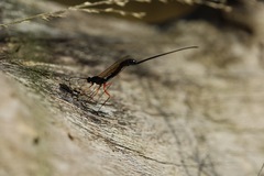 Ephialtes manifestator