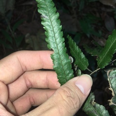 Diplazium mettenianum