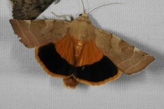 Noctua fimbriata