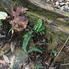 Diplazium mettenianum