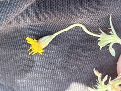 Pectis multiflosculosa