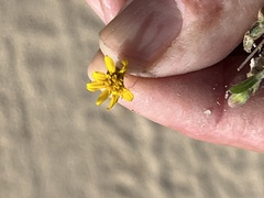 Pectis multiflosculosa