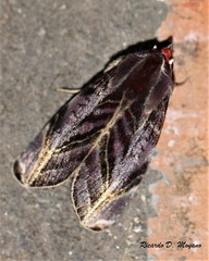 Hemicephalis alesa