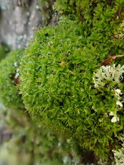 Syntrichia virescens