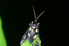 Trypanophora semihyalina