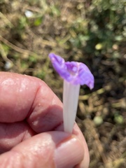 Ipomoea ternifolia ternifolia