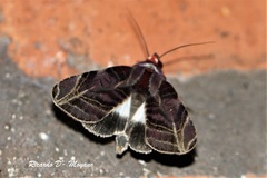 Hemicephalis alesa
