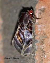 Hemicephalis alesa
