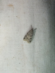 Eudonia truncicolella