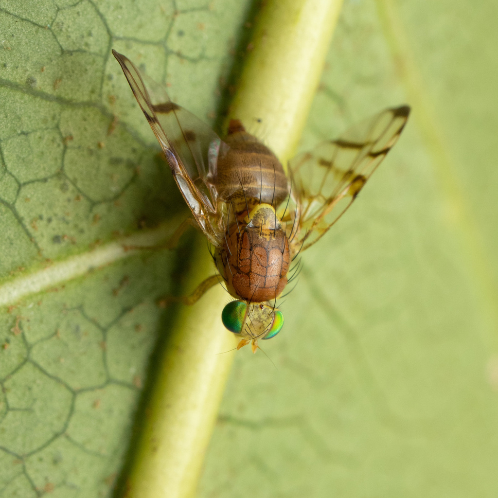 Vidalia accola