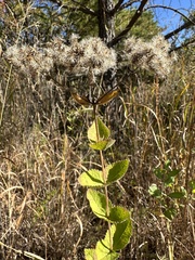 Eupatorium cordigerum