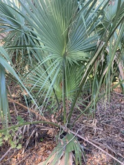 Sabal palmetto
